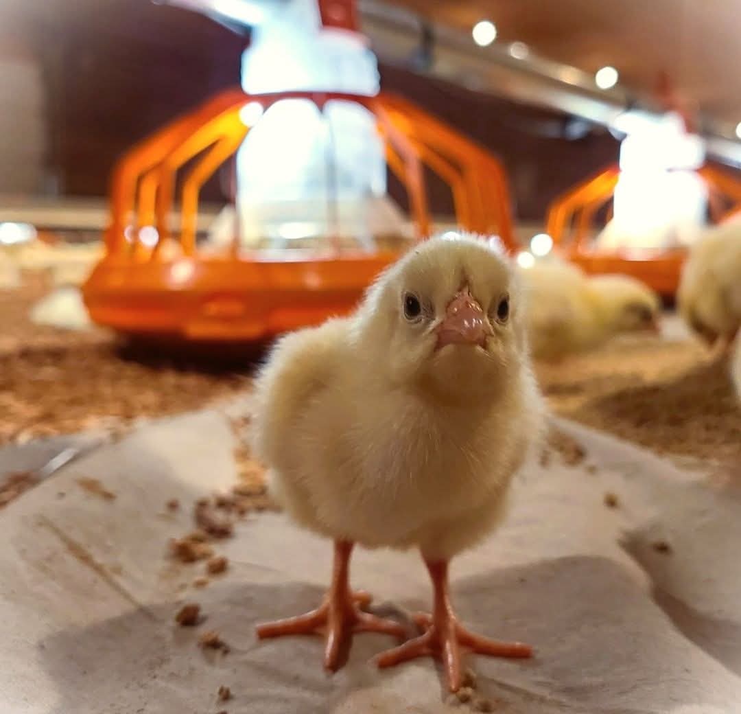Poussins